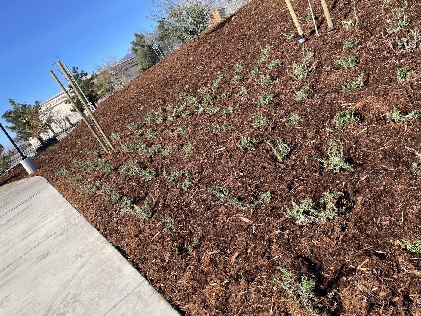 Yard landscaping project